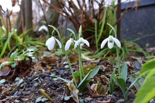 スノードロップ