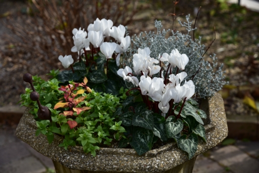 ガーデンシクラメンは寒くても元気に咲き続けています