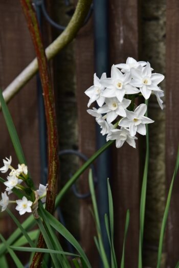 スイセン ペーパーホワイト