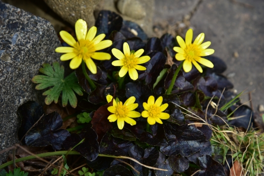 姫リュウキンカ カラス葉