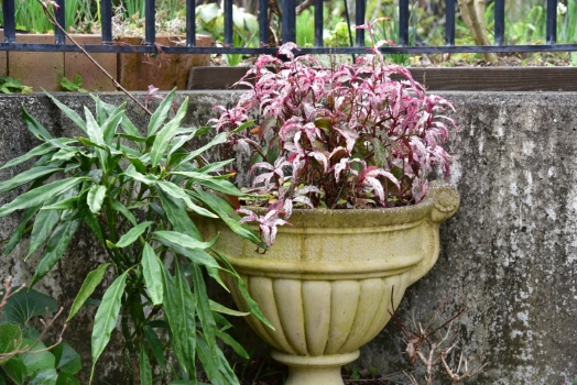 ビナンカズラ ホソバアオキ