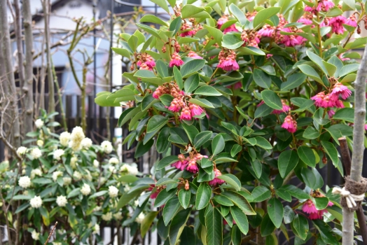 ロドレイア ヘンリー 竹下性