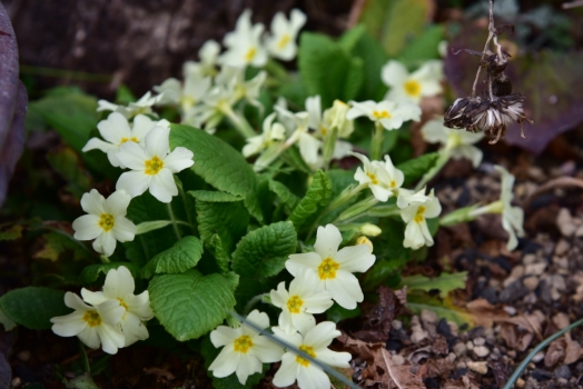 プリムラ ブルガリス
