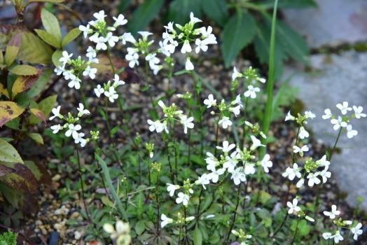 アラビス プロクレンス