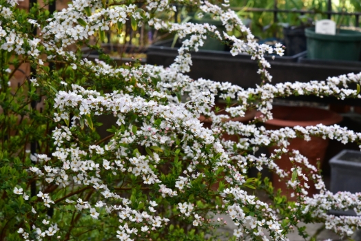 ピンクユキヤナギ