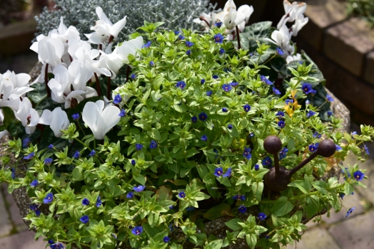 ガーデンシクラメンとプラチーナとコラボ