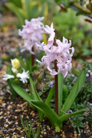 ヒヤシンス チャイナピンク