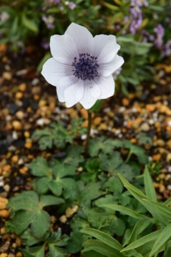 アネモネ フルゲンス