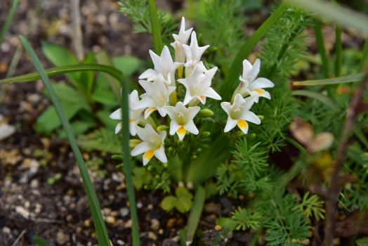 原種フリージア