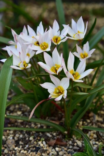 原種チューリップ ヒルデ