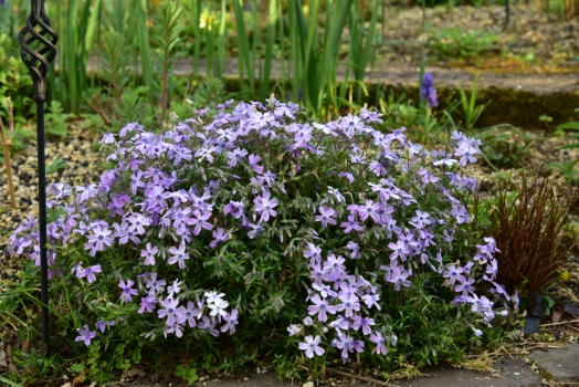 芝桜 オーキントンブルーアイ