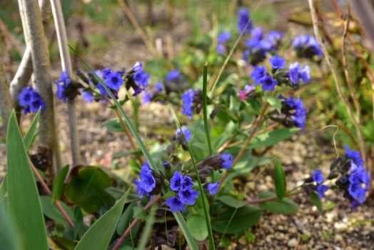 プルモナリア ブルーエンサイン