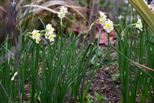 ミニスイセン ミノウ