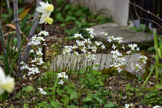 アラビス プロクレンス