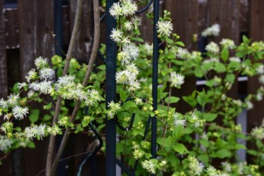 ヤマブキ スノーリース