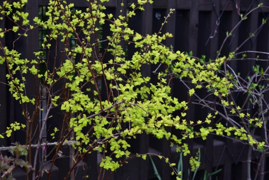 黄金葉コデマリ