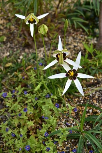 星咲きアッツザクラ