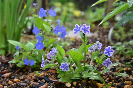 オンファロデス スターリイアイズ、 ブルー
