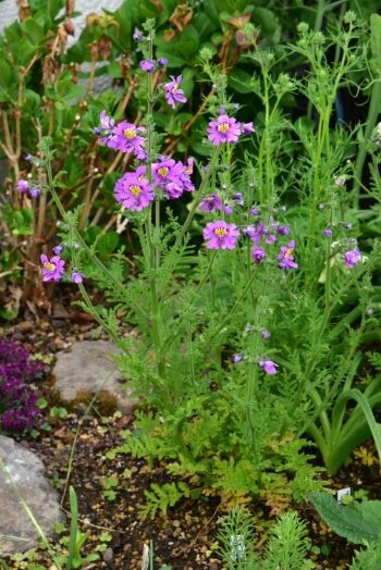 シザンサス パープル