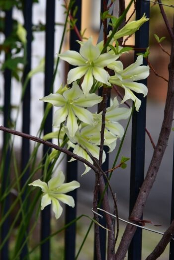 原種グラジオラス トリスティスコンコロール