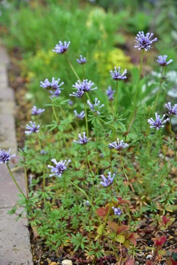 アスペルラ ブルー