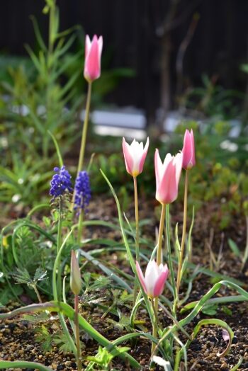 原種チューリップ レディジェーン