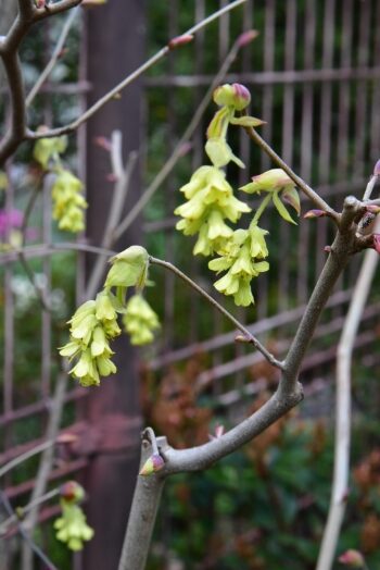 トサミズキ スプリングゴールド