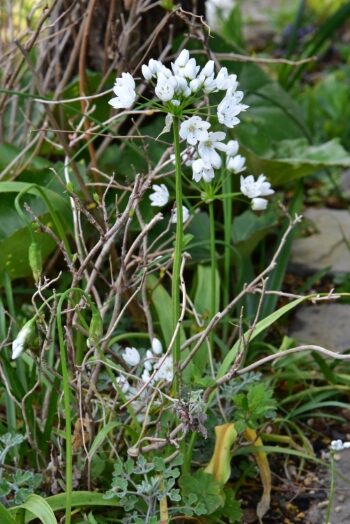 アリウム コワニー