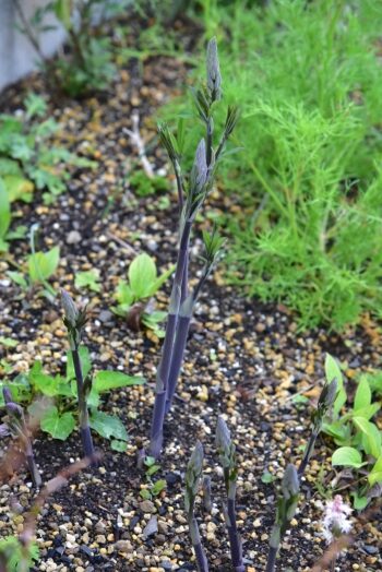 バプテシア ペンデュラ