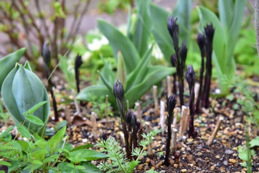 アムソニア ストームクラウド