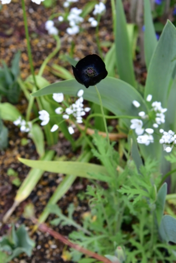 ポピー ブラックマジック