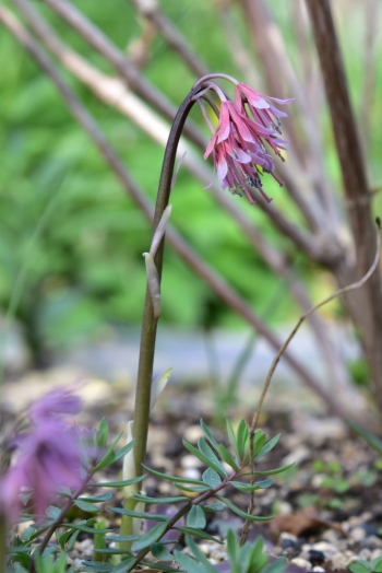 ショウジョウバカマ