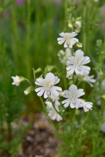 シザンサス 白花