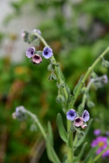 シノグロッサム クレティクム