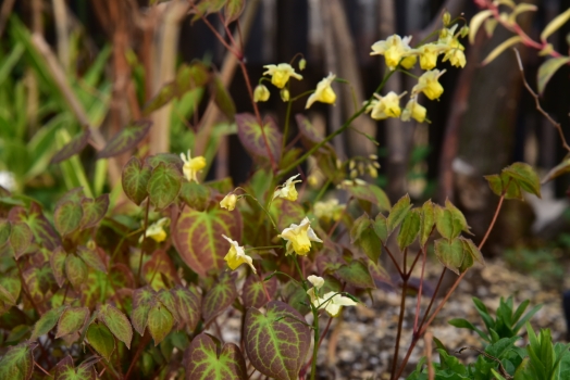 イカリソウ サンフレア