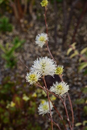 フォサギラ ブルーミスト