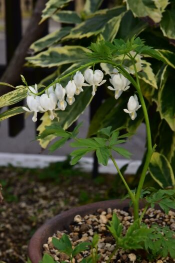 タイツリソウ 白花