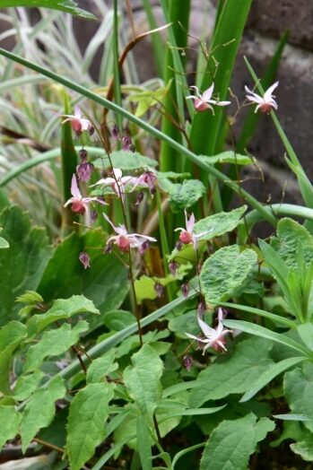 イカリソウ ピンクエルフ
