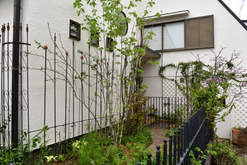 アオダモが芽吹き マダムプランティエも芽が動き始めました