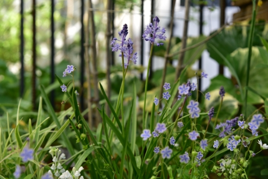 シラー　リタルディエレイ