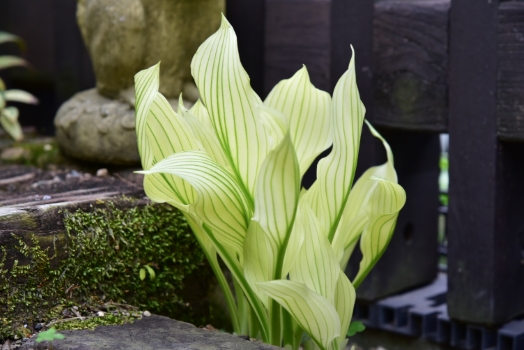 ホスタ　ゼブラストライプス