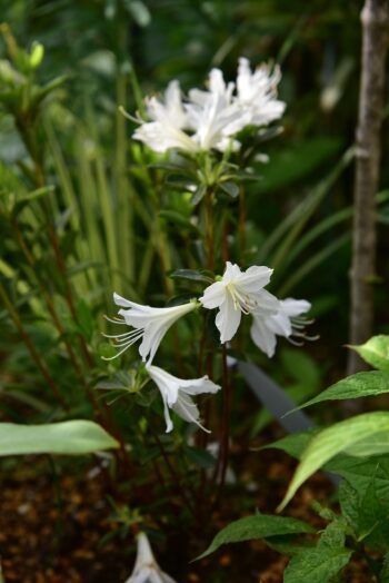 久留米ツツジ　白妙