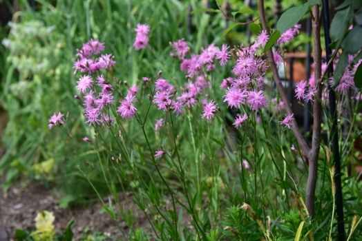 リクニス　ジェニー