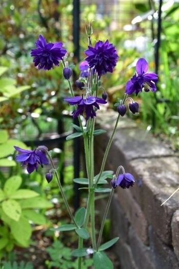 オダマキ　ブルーバロー