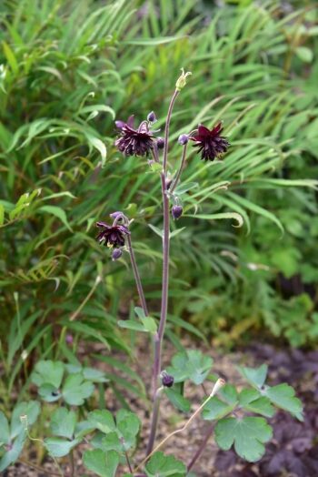 オダマキ　ブラックバロー