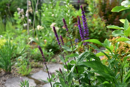 サルビア　カラドンナ