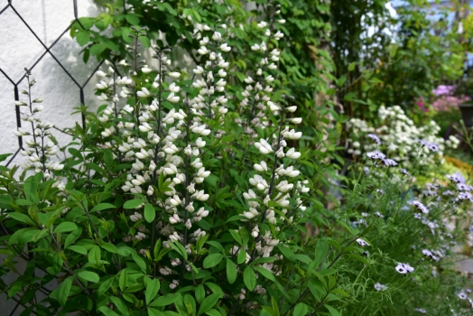 バプテシア　ペンデュラ