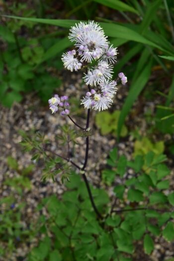 タリクトラム　ニンバスホワイト
