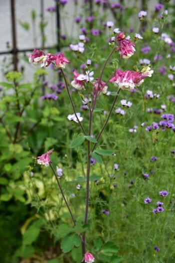 オダマキ　ピンクペチコート