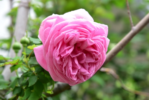 マダムダンフェール